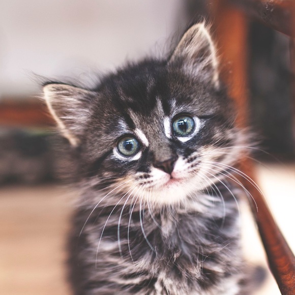 Meet your Posher, Eve - Picture 4 of 4